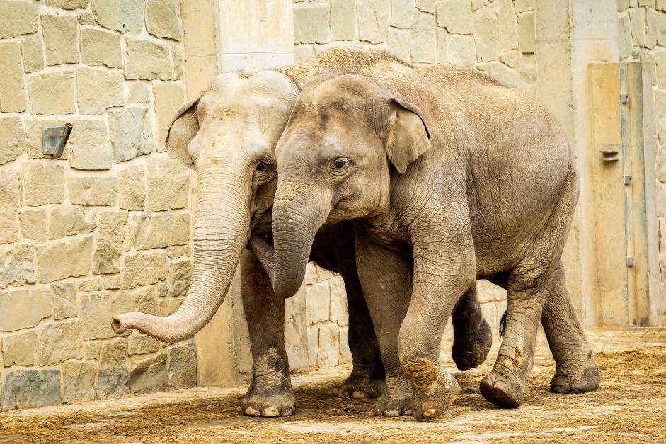 🐘 Zoo Ostrava – zvířata, příroda a ideální rodinný výlet